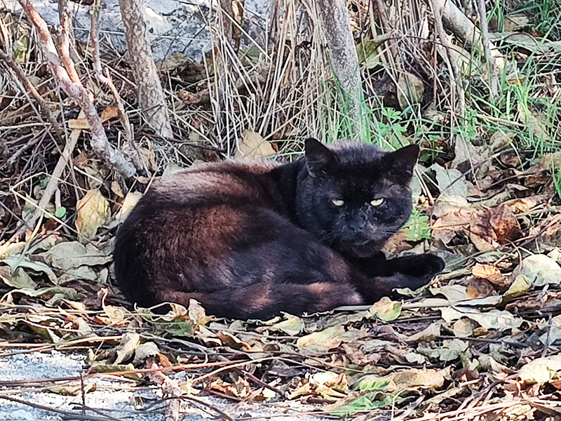 caz socant in constanta pisica ranita dupa ce i s a bagat o petarda in gura 6777d0923bfec