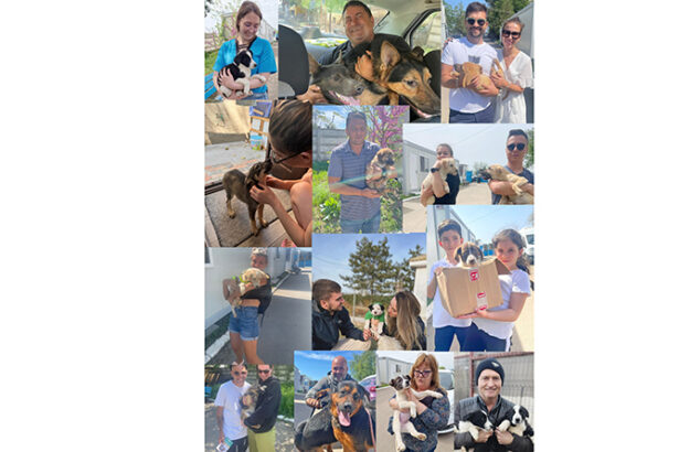 constanta 239 de catei si au gasit casute in 2024 cum puteti adopta un prieten cu patru labute 677e2fcf903b3