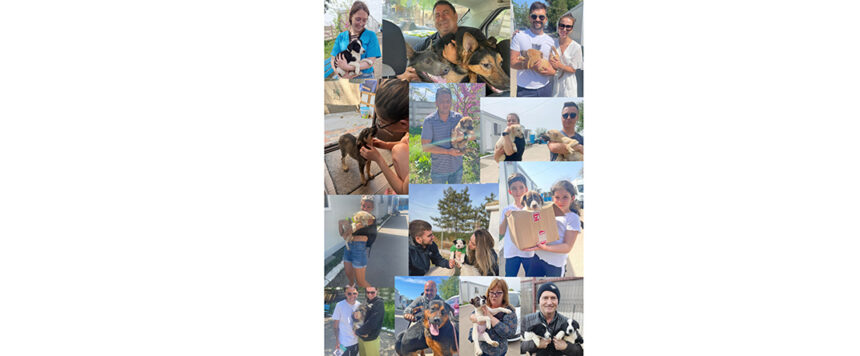 constanta 239 de catei si au gasit casute in 2024 cum puteti adopta un prieten cu patru labute 677e2fcf903b3