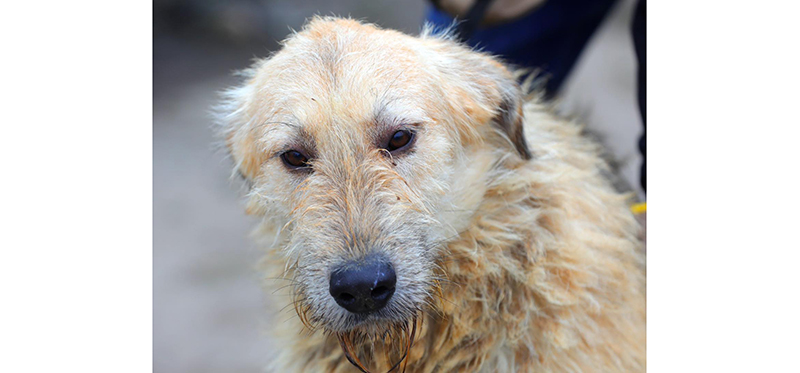 Constanța: Rocco, cățelușul adorabil care visează la o familie doar a lui 1 constanta el este rocco catelusul adorabil care viseaza la o familie numai a lui 67869ae158c98