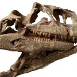 craniul enorm al unui dinozaur dintr o specie necunoscuta care a trait acum 200 de milioane de ani a fost descoperit in china 67865331bf60a