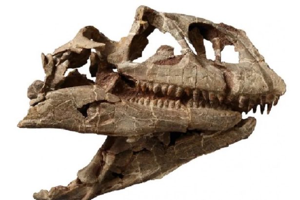 craniul enorm al unui dinozaur dintr o specie necunoscuta care a trait acum 200 de milioane de ani a fost descoperit in china 67865331bf60a