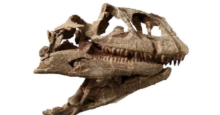 craniul enorm al unui dinozaur dintr o specie necunoscuta care a trait acum 200 de milioane de ani a fost descoperit in china 67865331bf60a