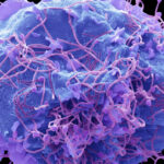 dupa covid un nou virus provoaca ingrijorare in china ce este hmpv si care sunt simptomele 677c235326af7