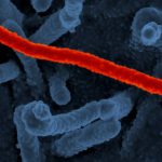 epidemie de ebola in estul africii un focar de imbolnaviri a izbucnit in uganda 679b9cb6b482e