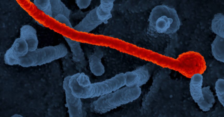 epidemie de ebola in estul africii un focar de imbolnaviri a izbucnit in uganda 679b9cb6b482e