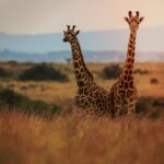 exista nu una ci patru specii diferite de girafe cum au confirmat cercetatorii descoperirea 6776c96aaef19