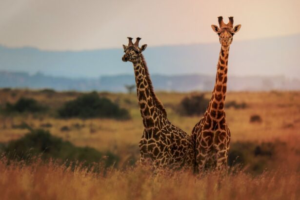 exista nu una ci patru specii diferite de girafe cum au confirmat cercetatorii descoperirea 6776c96aaef19