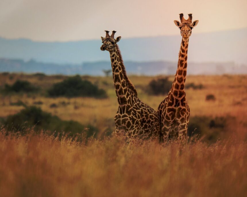 Există patru specii diferite de girafe. Cum au confirmat cercetătorii descoperirea? 1 exista nu una ci patru specii diferite de girafe cum au confirmat cercetatorii descoperirea 6776c96aaef19