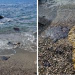 fechet mediu alerta de poluare la marea neagra cel mai mare dezastru ecologic din ultimii ani 6782859a51eca