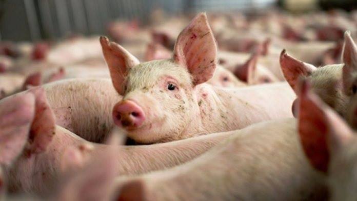 Focarul de pestă porcină a fost confirmat la ferma Degaro SRL, parte a grupului danez Premium Porc Group: 49.000 de porci au fost omorâți. 1 focarul de pesta porcina a fost confirmat la ferma detinuta de degaro srl parte a grupului danez premium porc group au fost omorati 49 000 de porci 678e23f0f3897