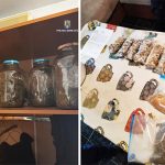 foto canabis la borcan timbre lsd si ciuperci halucionogene toate descoperite in sifonierul unui traficant 67893deb84d6f