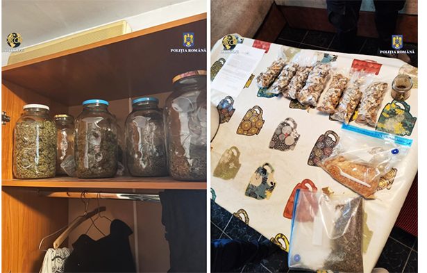 foto canabis la borcan timbre lsd si ciuperci halucionogene toate descoperite in sifonierul unui traficant 67893deb84d6f