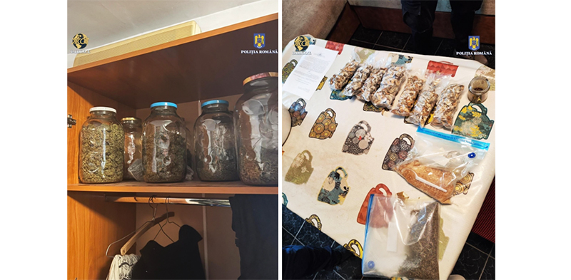 foto canabis la borcan timbre lsd si ciuperci halucionogene toate descoperite in sifonierul unui traficant 67893deb84d6f