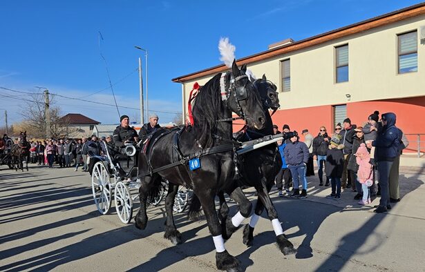 foto video cei mai frumosi cai din mihail kogalniceanu au facut spectacol astazi la competitia organizata de boboteaza ce spun proprietarii cabalinelor 677c0ed63e0ca