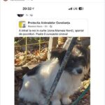 foto zeci de catei si pisici pierduti in constanta dupa revelion speriate de petarde si artificii animalutele ratacesc in cautarea stapanilor 67765bda0673c