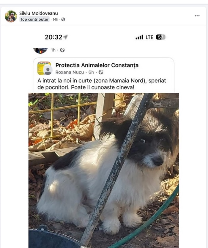 Zeci de câini și pisici PIERDUȚI în Constanța, după Revelion. Speriate de petarde și artificii, animăluțele rătăcesc, în căutarea stăpânilor. 1 foto zeci de catei si pisici pierduti in constanta dupa revelion speriate de petarde si artificii animalutele ratacesc in cautarea stapanilor 67765bda0673c