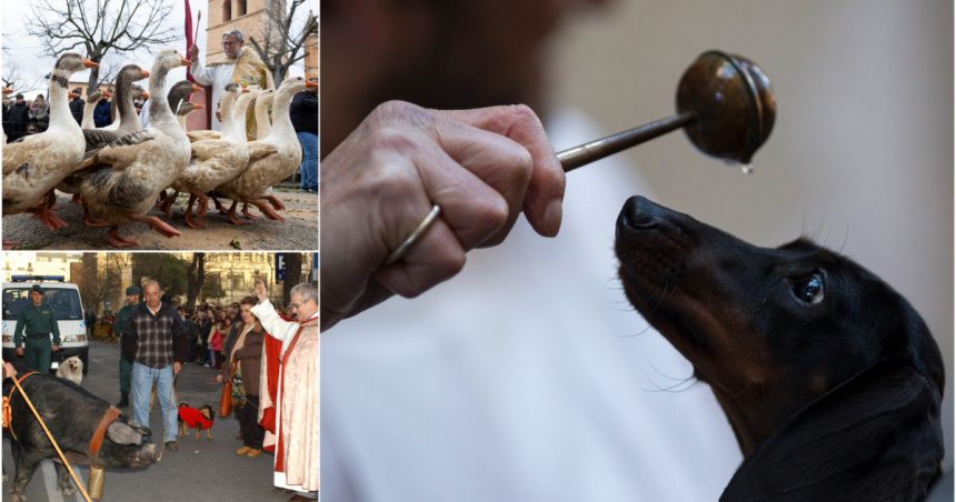 Slujbă specială într-un lăcaș de cult din Madrid pentru câini, pisici, cai, șerpi și vulturi. 1 galerie foto cu animalele la biserica slujba speciala intr un lacas de cult din madrid pentru caini pisici cai serpi si vulturi 678ab835ce9b0