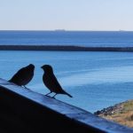 galerie foto frozen times albastrul existential 6789b2aa2e7de