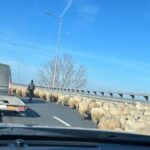 imagini incredibile pe a2 pe podul de la cernavoda o turma de oi a blocat circulatia 67810409b3adf