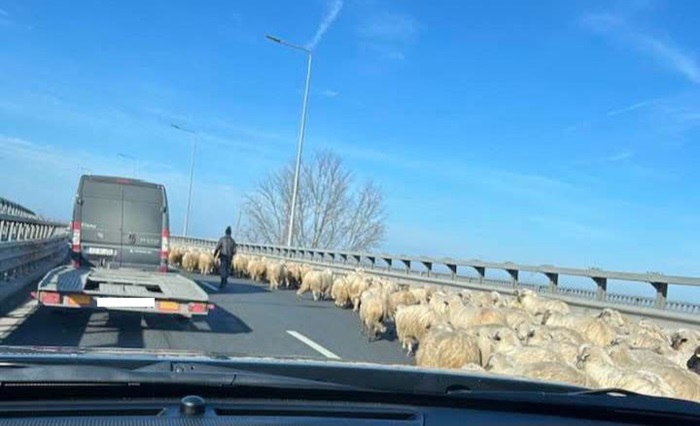 Imagini INCREDIBILE pe A2, pe podul de la Cernavodă: O turmă de oi a oprit circulația 1 imagini incredibile pe a2 pe podul de la cernavoda o turma de oi a blocat circulatia 67810409b3adf