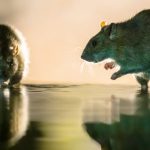 inmultirea masiva a sobolanilor una dintre problemele urbane cauzate de incalzirea globala arata un studiu 679d3ba31bba5