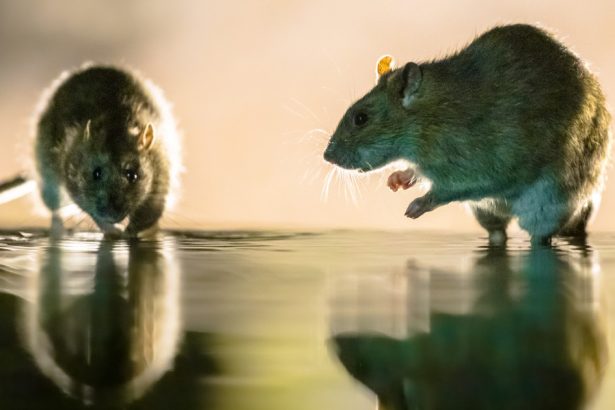 inmultirea masiva a sobolanilor una dintre problemele urbane cauzate de incalzirea globala arata un studiu 679d3ba31bba5