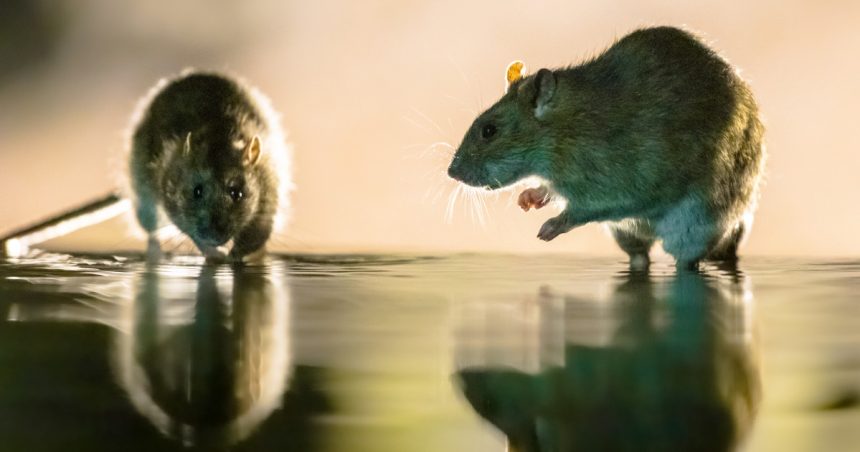 inmultirea masiva a sobolanilor una dintre problemele urbane cauzate de incalzirea globala arata un studiu 679d3ba31bba5