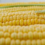 mexicul a pierdut disputa comerciala cu sua si va trebui sa accepte porumbul modificat genetic 677eb8dcb48e4