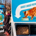 noua idee de reciclare care ar putea hrani pisicile fara stapan are deja succes in capitala 678a966053292