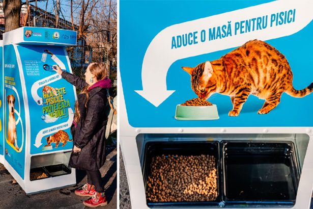 noua idee de reciclare care ar putea hrani pisicile fara stapan are deja succes in capitala 678a966053292