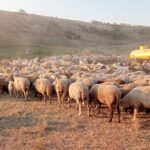 o delegatie din arabia saudita viziteaza romania inclusiv constanta pentru reluarea exportului de ovine 677ea10778b48