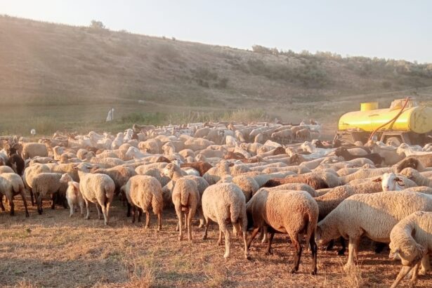 o delegatie din arabia saudita viziteaza romania inclusiv constanta pentru reluarea exportului de ovine 677ea10778b48