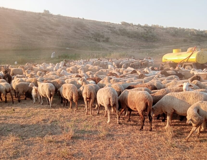 o delegatie din arabia saudita viziteaza romania inclusiv constanta pentru reluarea exportului de ovine 677ea10778b48