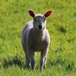 O delegație oficială din Regatul Arabiei Saudite, în vizită în România, pentru reluarea exportului de ovine. 3 o delegatie oficiala din regatul arabiei saudite in vizita in romania pentru reluarea exportului de ovine 677e7d079511c