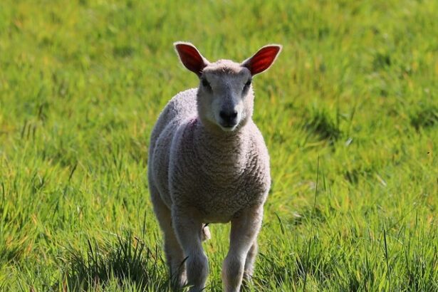 o delegatie oficiala din regatul arabiei saudite in vizita in romania pentru reluarea exportului de ovine 677e7d079511c