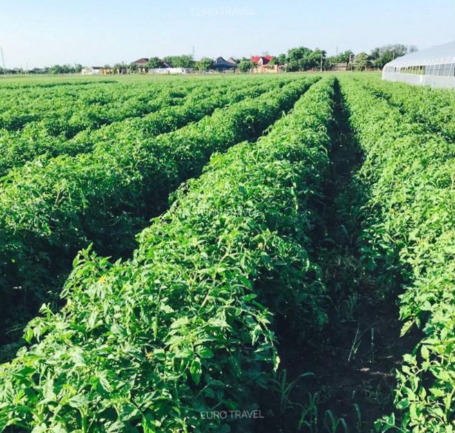 O fermă de legume din Ciocârlia este disponibilă pentru vânzare. Informații despre proprietar și prețul solicitat. 1 o ferma de legume din ciocarlia este scoasa la vanzare cine o detine si cati bani cere proprietarul 678b381901593