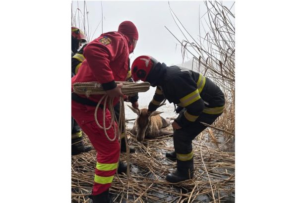 pompierii au salvat un cerb blocat pe gheata o interventie exemplara pentru viata si siguranta 678d27da7904e