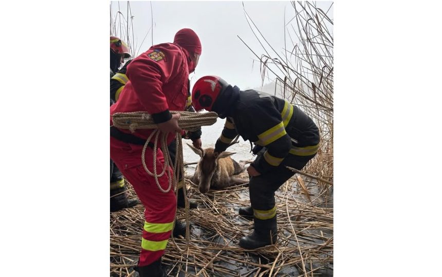 Pompierii au salvat un cerb blocat pe gheață: O intervenție exemplară pentru salvarea vieții și asigurarea siguranței 1 pompierii au salvat un cerb blocat pe gheata o interventie exemplara pentru viata si siguranta 678d27da7904e