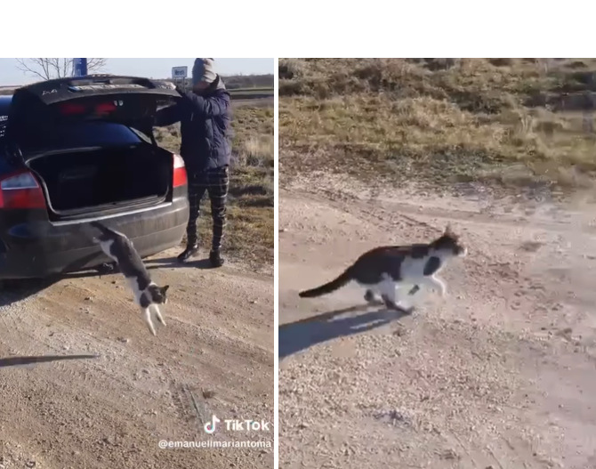 revoltator pisica capturata si abandonata pe un camp din mereni de doi tineri ei s au filmat si au postat pe tik tok imaginile 677fd220706dc