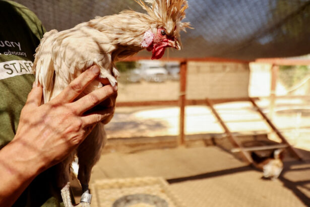 sua aloca peste 300 de milioane de dolari pentru combaterea gripei aviare circulatia virusului h5n1 ingrijoreaza autoritatile 6779525e85818
