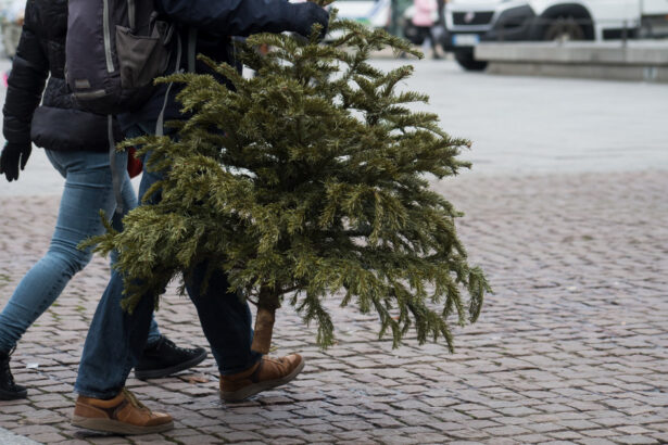 unde se arunca brazii de craciun dupa sarbatori primariile din bucuresti si din tara au anuntat amenzi pentru nerespectarea regulilor 677e3fde7ae28