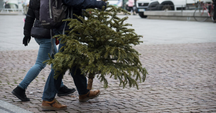 Unde se aruncă brazii de Crăciun după sărbători. Primăriile din București și din țară au anunțat amenzi pentru nerespectarea regulilor de colectare. 1 unde se arunca brazii de craciun dupa sarbatori primariile din bucuresti si din tara au anuntat amenzi pentru nerespectarea regulilor 677e3fde7ae28