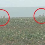 Animalele sălbatice fac prăpăd în căutare de hrană. Zeci de hectare de rapiță și grâu din Iași, distruse de turmele de căprioare. 2 video animalele salbatice fac prapad in cautare de hrana zeci de hectare de rapita si grau din iasi distruse de turmele de caprioare 679c5a336e85c