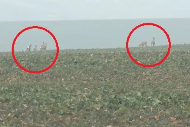 video animalele salbatice fac prapad in cautare de hrana zeci de hectare de rapita si grau din iasi distruse de turmele de caprioare 679c5a336e85c