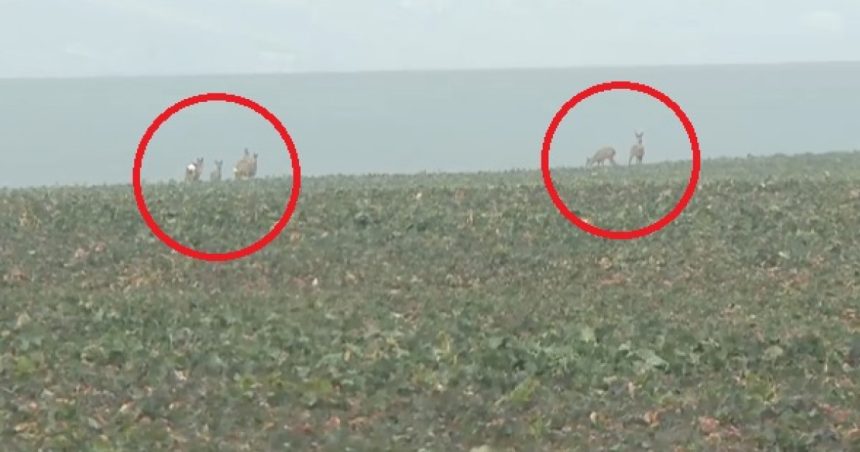Animalele sălbatice fac prăpăd în căutare de hrană. Zeci de hectare de rapiță și grâu din Iași, distruse de turmele de căprioare. 1 video animalele salbatice fac prapad in cautare de hrana zeci de hectare de rapita si grau din iasi distruse de turmele de caprioare 679c5a336e85c