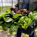 video au aparut primele verdeturi din acest sezon cu cat se vinde salata verde in piete producator nu putem sa facem fata solicitarilor 679b08c668a3e