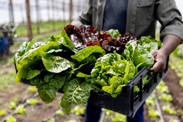 video au aparut primele verdeturi din acest sezon cu cat se vinde salata verde in piete producator nu putem sa facem fata solicitarilor 679b08c668a3e