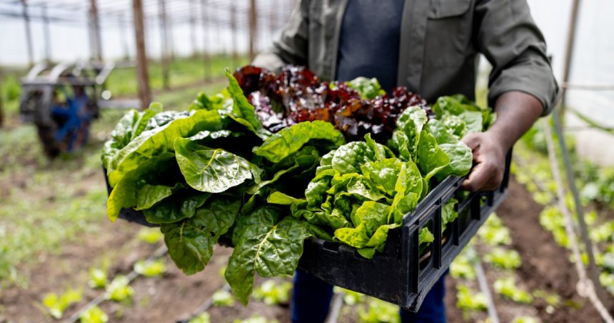 Au apărut primele verdețuri din acest sezon. Cu cât se vinde salata verde în piețe. Producător: „Nu putem să facem față solicitărilor” 1 video au aparut primele verdeturi din acest sezon cu cat se vinde salata verde in piete producator nu putem sa facem fata solicitarilor 679b08c668a3e