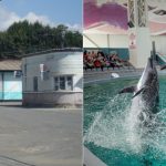 video de la detinuti la delfini gelu danut dinca fostul sef al penitenciarului poarta alba numit la conducerea delfinariului din constanta 67934da188b60